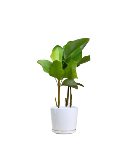 Calathea Lutea - Cuban Cigar Plant - Image 2